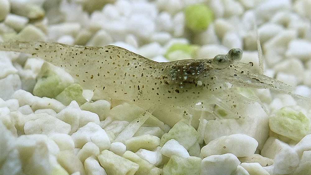Coomon / Brown Shrimp in an aquarium