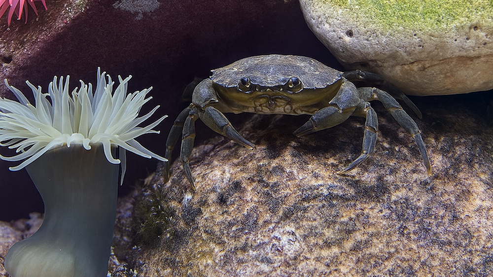 Common Shore Crab in an Aquarium