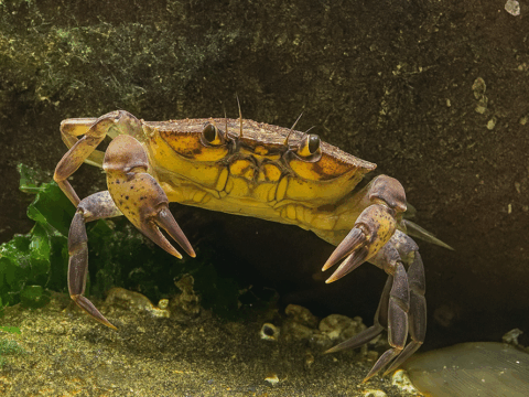 Common Shore Crab in an Aquarium