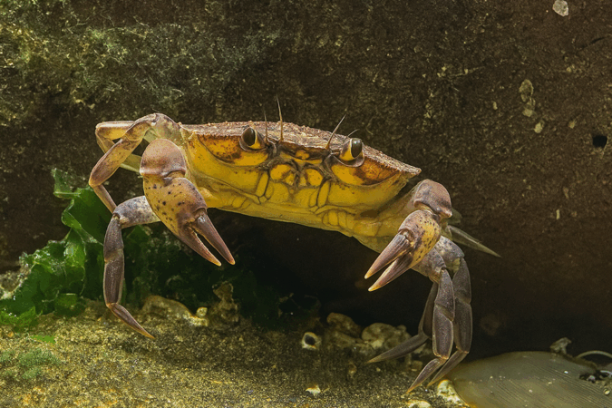 Common Shore Crab in an Aquarium
